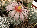 Нажмите на изображение для увеличения.

Название:	Astrophytum pink fl.jpg
Просмотров:	283
Размер:	78.0 Кб
ID:	318453