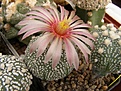 Нажмите на изображение для увеличения.

Название:	Astrophytum pink fl.jpg
Просмотров:	230
Размер:	78.0 Кб
ID:	318453