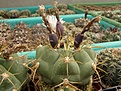 Нажмите на изображение для увеличения.

Название:	Gymnocalycium chiquitanum.jpg
Просмотров:	229
Размер:	75.2 Кб
ID:	318454