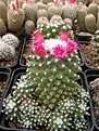 Нажмите на изображение для увеличения.

Название:	Mammillaria hidalgensis v.stahellos.jpg
Просмотров:	274
Размер:	104.1 Кб
ID:	318455