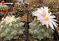 Нажмите на изображение для увеличения.

Название:	Thelocactus rinconensis v phymatothelos.jpg
Просмотров:	287
Размер:	72.9 Кб
ID:	318457