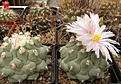 Нажмите на изображение для увеличения.

Название:	Thelocactus rinconensis v phymatothelos.jpg
Просмотров:	239
Размер:	72.9 Кб
ID:	318457