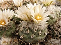 Нажмите на изображение для увеличения.

Название:	Turbinicarpus sp Negrita.jpg
Просмотров:	273
Размер:	71.4 Кб
ID:	318458