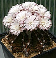 Нажмите на изображение для увеличения.

Название:	Gymnocalycium_stenopleurum_IMG_8039.jpg
Просмотров:	248
Размер:	141.7 Кб
ID:	318479