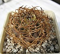 Нажмите на изображение для увеличения.

Название:	Rodentiophila_atacamensis_KK1309_4y.JPG
Просмотров:	265
Размер:	266.8 Кб
ID:	318481