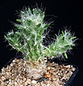 Нажмите на изображение для увеличения.

Название:	Opuntia_floccosa_IMG_6744.jpg
Просмотров:	237
Размер:	157.8 Кб
ID:	318483