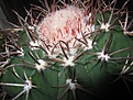 Нажмите на изображение для увеличения.

Название:	Melocactus_sp1.jpg
Просмотров:	469
Размер:	103.2 Кб
ID:	318484
