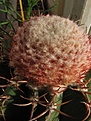 Нажмите на изображение для увеличения.

Название:	Melocactus_sp2.jpg
Просмотров:	484
Размер:	119.2 Кб
ID:	318485