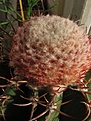 Нажмите на изображение для увеличения.

Название:	Melocactus_sp2.jpg
Просмотров:	450
Размер:	119.2 Кб
ID:	318485