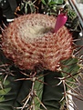 Нажмите на изображение для увеличения.

Название:	Melocactus_sp3.jpg
Просмотров:	434
Размер:	109.8 Кб
ID:	318486