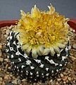 Нажмите на изображение для увеличения.

Название:	Copiapoa_humilis_v_tenuissima_IMG_5736.jpg
Просмотров:	226
Размер:	120.5 Кб
ID:	318493