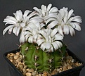 Нажмите на изображение для увеличения.

Название:	Gymnocalycium_anisitsii_STO1230_IMG_5244.jpg
Просмотров:	210
Размер:	99.4 Кб
ID:	318500