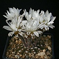 Нажмите на изображение для увеличения.

Название:	Gymnocalycium_ragonesei_L472_IMG_4699.jpg
Просмотров:	225
Размер:	101.9 Кб
ID:	318502