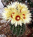 Нажмите на изображение для увеличения.

Название:	ThelocactusHamatocactus_setispinus_IMG_1412.jpg
Просмотров:	220
Размер:	153.5 Кб
ID:	318513