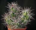 Нажмите на изображение для увеличения.

Название:	Opuntia_invicta_IMG_6774.jpg
Просмотров:	228
Размер:	163.8 Кб
ID:	318514