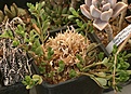 Нажмите на изображение для увеличения.

Название:	Portulaca_oleracea_IMG_6842.jpg
Просмотров:	232
Размер:	92.7 Кб
ID:	318515