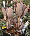 Нажмите на изображение для увеличения.

Название:	Kalanchoe_tyrsiflora_IMG_6833.jpg
Просмотров:	242
Размер:	75.2 Кб
ID:	318525