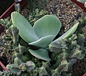Нажмите на изображение для увеличения.

Название:	Kalanchoe_tyrsiflora_IMG_6879.jpg
Просмотров:	231
Размер:	78.3 Кб
ID:	318526