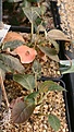 Нажмите на изображение для увеличения.

Название:	Dorstenia_feotida_IMG_6857.jpg
Просмотров:	259
Размер:	66.1 Кб
ID:	318530