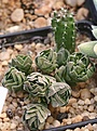 Нажмите на изображение для увеличения.

Название:	Cactus_IMG_6862.jpg
Просмотров:	236
Размер:	75.4 Кб
ID:	318531