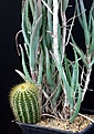 Нажмите на изображение для увеличения.

Название:	Eriocactus_IMG_6797.jpg
Просмотров:	257
Размер:	83.4 Кб
ID:	318532