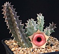 Нажмите на изображение для увеличения.

Название:	Huernia_insigniflora_IMG_6867.jpg
Просмотров:	216
Размер:	103.7 Кб
ID:	318533