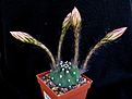 Нажмите на изображение для увеличения.

Название:	Echinopsis_subdenudatum.jpg
Просмотров:	244
Размер:	136.6 Кб
ID:	318562