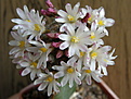 Нажмите на изображение для увеличения.

Название:	Blossfeldia_liliputana_19.JPG
Просмотров:	234
Размер:	101.1 Кб
ID:	318569