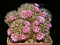 Нажмите на изображение для увеличения.

Название:	Mammillaria_carmenae_roseoflora_126_4.JPG
Просмотров:	185
Размер:	112.6 Кб
ID:	318571