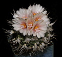 Нажмите на изображение для увеличения.

Название:	Turbinicarpus_lophophoroides.JPG
Просмотров:	230
Размер:	63.0 Кб
ID:	318574
