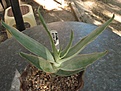 Нажмите на изображение для увеличения.

Название:	aloe_striata.jpg
Просмотров:	214
Размер:	173.7 Кб
ID:	318603