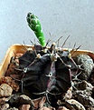 Нажмите на изображение для увеличения.

Название:	Gymnocalycium friedrichii Violchoc_bud_8.11.JPG
Просмотров:	581
Размер:	143.2 Кб
ID:	318663