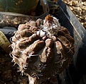 Нажмите на изображение для увеличения.

Название:	Neochilenia occulta_3y_bud_8.11.JPG
Просмотров:	274
Размер:	150.6 Кб
ID:	318672