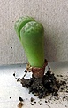 Нажмите на изображение для увеличения.

Название:	Lithops marmorata_roots_7.11.JPG
Просмотров:	406
Размер:	124.5 Кб
ID:	318690