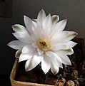 Нажмите на изображение для увеличения.

Название:	Gymnocalycium friedrichii Violchoc_5y_fl_8.11.JPG
Просмотров:	565
Размер:	94.9 Кб
ID:	318720