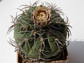 Нажмите на изображение для увеличения.

Название:	Gymnocalycium_cardenasianum_.JPG
Просмотров:	1156
Размер:	75.6 Кб
ID:	318722