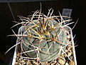 Нажмите на изображение для увеличения.

Название:	Gymnocalycium_cardenasianum_JO193.JPG
Просмотров:	1018
Размер:	95.5 Кб
ID:	318723