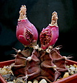 Нажмите на изображение для увеличения.

Название:	2011_09_03036.jpg
Просмотров:	304
Размер:	109.5 Кб
ID:	318793