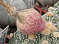 Нажмите на изображение для увеличения.

Название:	IMG_7286.JPG
Просмотров:	300
Размер:	31.3 Кб
ID:	318800