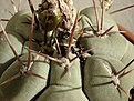 Нажмите на изображение для увеличения.

Название:	Thelocactushexaedrophorus.JPG
Просмотров:	296
Размер:	227.7 Кб
ID:	318846