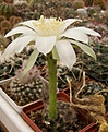 Нажмите на изображение для увеличения.

Название:	Echinopsis ancistrophora v hamatacantha.jpg
Просмотров:	230
Размер:	68.8 Кб
ID:	318848