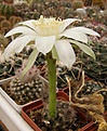 Нажмите на изображение для увеличения.

Название:	Echinopsis ancistrophora v hamatacantha.jpg
Просмотров:	277
Размер:	68.8 Кб
ID:	318848
