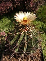 Нажмите на изображение для увеличения.

Название:	Ferocactus horridus.jpg
Просмотров:	275
Размер:	105.6 Кб
ID:	318849
