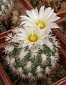 Нажмите на изображение для увеличения.

Название:	Gymnocactus viereckii v major.jpg
Просмотров:	278
Размер:	37.5 Кб
ID:	318850