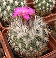 Нажмите на изображение для увеличения.

Название:	Gymnocactus viereckii v neglectusL1159.jpg
Просмотров:	235
Размер:	49.5 Кб
ID:	318851