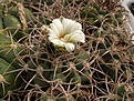 Нажмите на изображение для увеличения.

Название:	Gymnocalycium castellanosi.jpg
Просмотров:	286
Размер:	82.0 Кб
ID:	318852