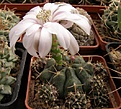 Нажмите на изображение для увеличения.

Название:	Gymnocalycium damsii v tucavocense.jpg
Просмотров:	231
Размер:	67.0 Кб
ID:	318853