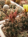 Нажмите на изображение для увеличения.

Название:	Hamatocactus hamatacanthus v papyracanthus.jpg
Просмотров:	279
Размер:	115.2 Кб
ID:	318854