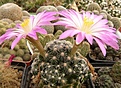 Нажмите на изображение для увеличения.

Название:	Mammillaria rozekii.jpg
Просмотров:	286
Размер:	99.9 Кб
ID:	318855