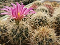 Нажмите на изображение для увеличения.

Название:	Thelocactus bicolor v bolansis.jpg
Просмотров:	232
Размер:	101.4 Кб
ID:	318858